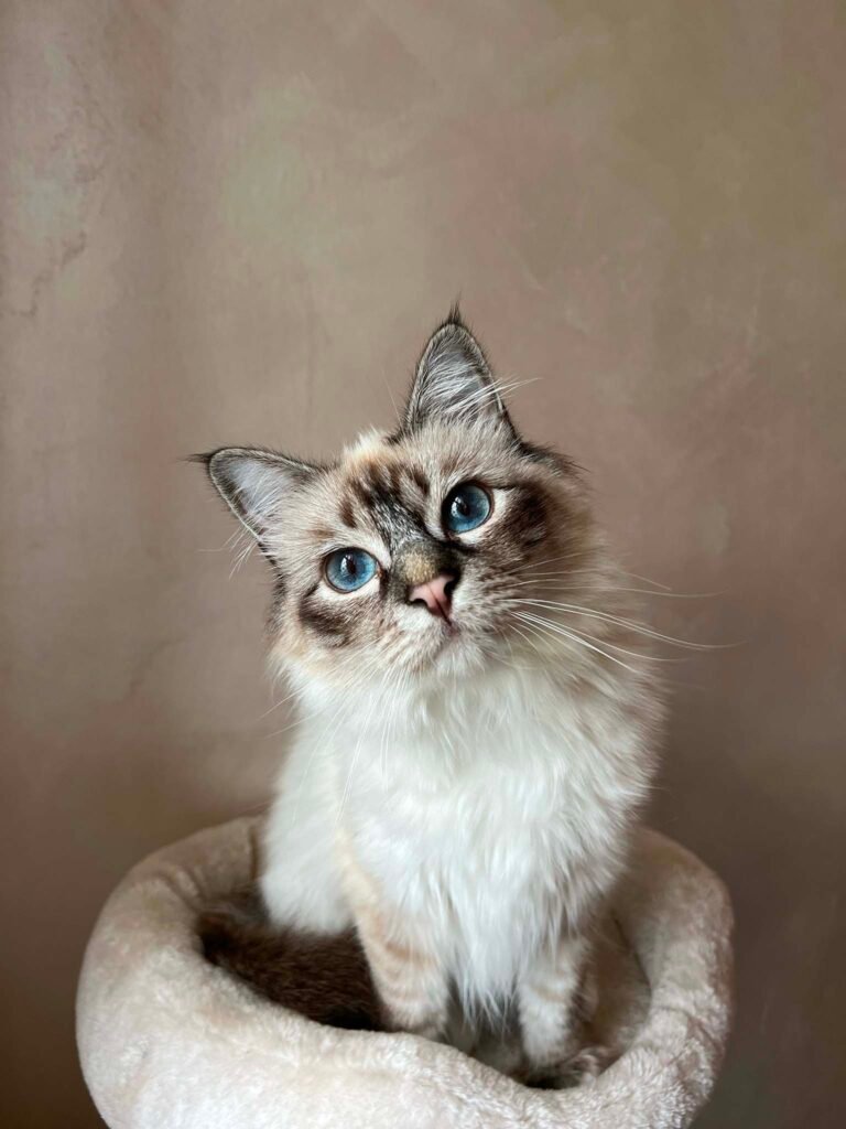 Floriterapia per gatti